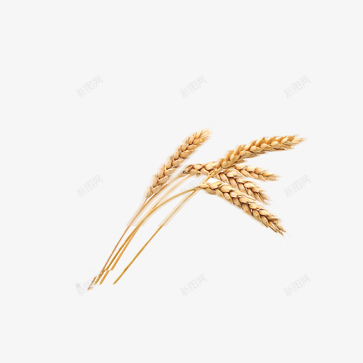 秋天的小麦png免抠素材_新图网 https://ixintu.com 小麦