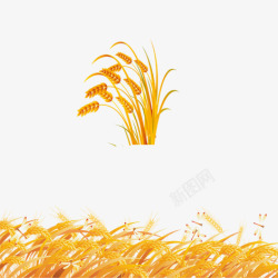 麦穗素材