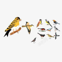 鸟累黄色小鸟卡通造型高清图片