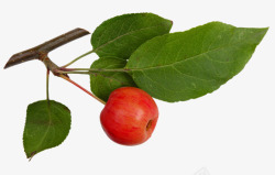 绿色叶子红色苹果花枝素材