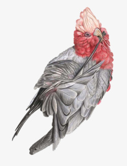 红色鹰鸟手绘国画素材