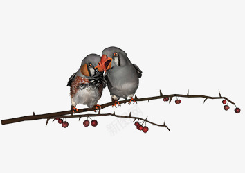 树枝上的两只小鸟png免抠素材_新图网 https://ixintu.com 卡通 小鸟 相亲相爱