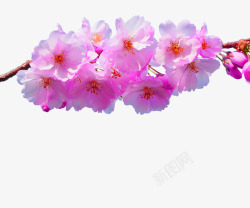 粉色春天桃花树枝装饰图案素材