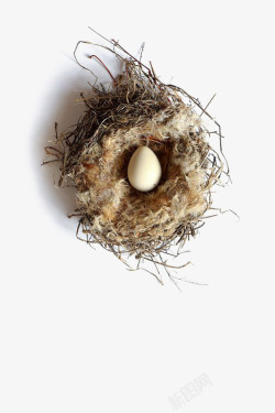 小鸟蛋创意鸟巢高清图片