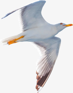 一只飞翔的海鸥摄影海鸥飞翔微距摄影高清图片
