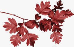 红色漂亮枝叶素材