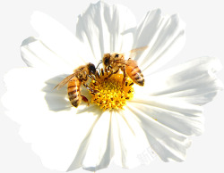 清新夏季白色花朵蜜蜂素材