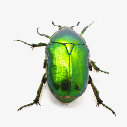 绿色荧光虫子素材