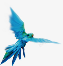 蓝色唯美小鸟飞翔素材