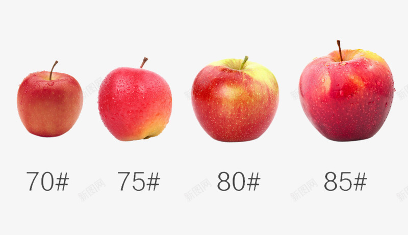 各种型号的苹果psd免抠素材_新图网 https://ixintu.com png图片素材 免费png素材 型号 大小苹果 对比图 红色