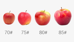 各种型号的苹果素材