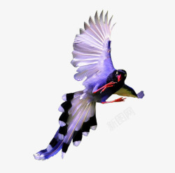 紫蓝翡翠鸟素材