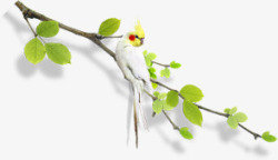 绿色树枝白色鹦鹉素材
