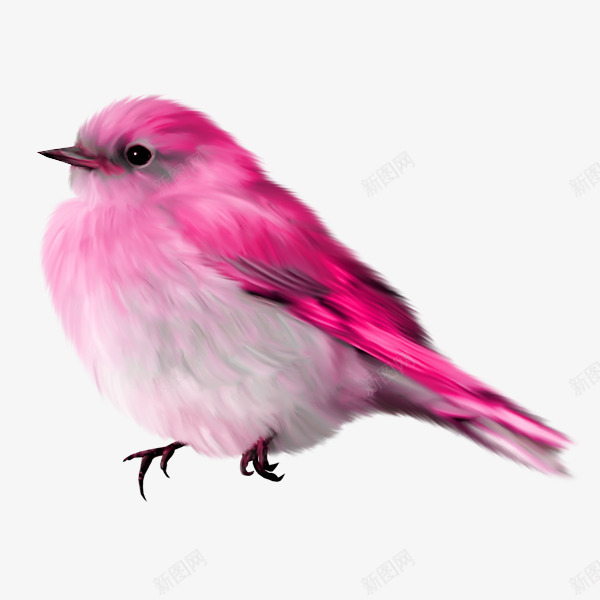 粉色小鸟png免抠素材_新图网 https://ixintu.com 小鸟 油画 鸟 鸟类