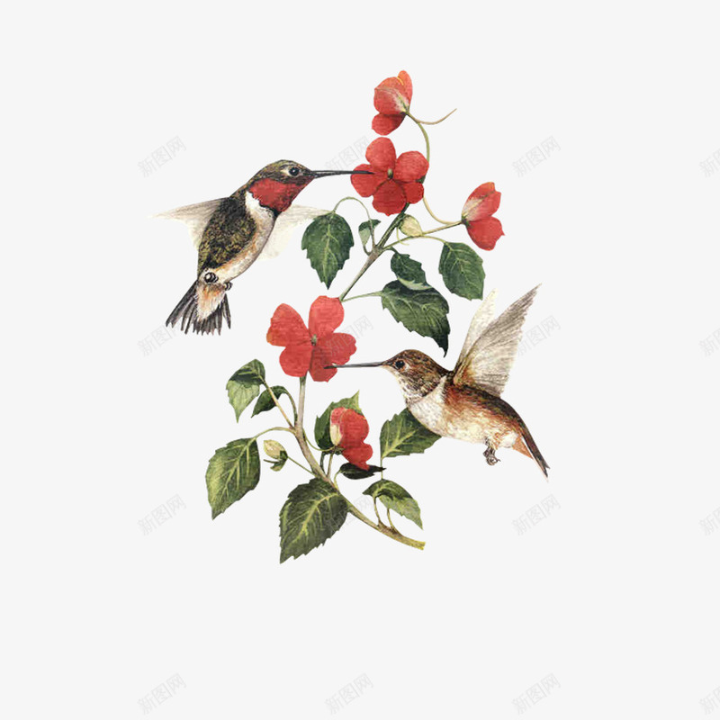 鸟和红花的组合psd免抠素材_新图网 https://ixintu.com 插画 红色 花朵 鸟类