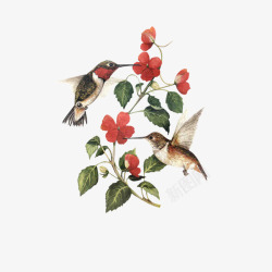 鸟和红花的组合素材
