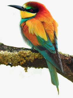彩色小鸟图案素材