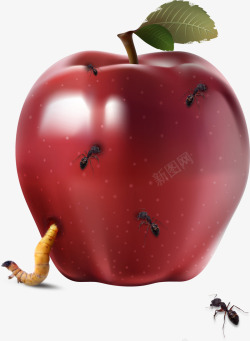 虫蛀坏苹果高清图片