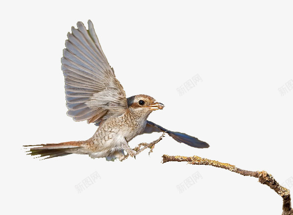 想要飞上枝头的鸟png免抠素材_新图网 https://ixintu.com 小鸟 树枝 飞翔的鸟 飞行的鸟