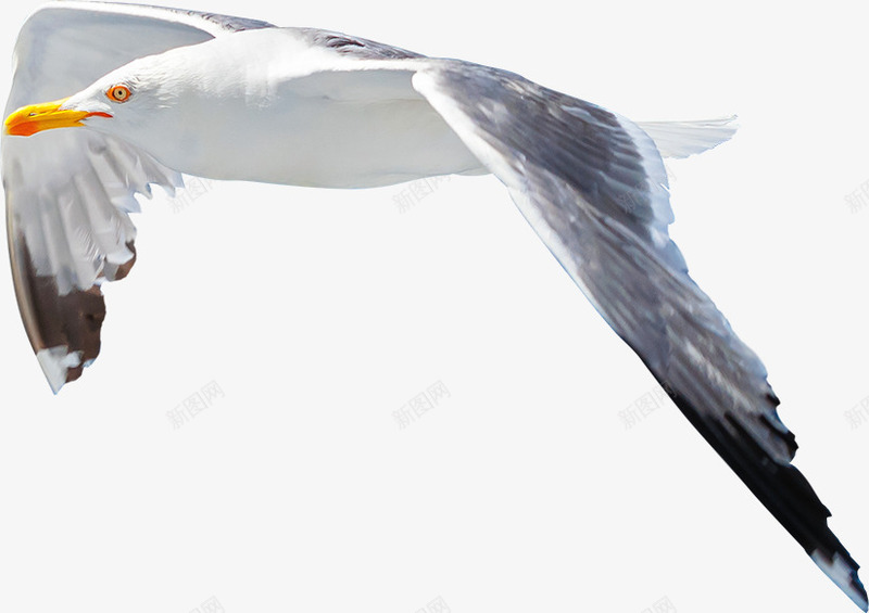 海边飞翔的海鸥摄影png免抠素材_新图网 https://ixintu.com 实物 小鸟 海边飞翔的海鸥摄影 海鸟 海鸥 生物世界 白鸟 飞鸟 鸟 鸟类