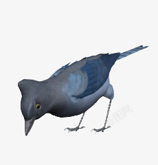 蓝色小鸟吃米鸟类动物素材