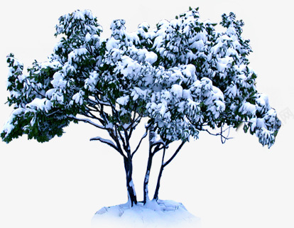 冬季雪景植物风景png免抠素材_新图网 https://ixintu.com 冬季 植物 雪景 风景