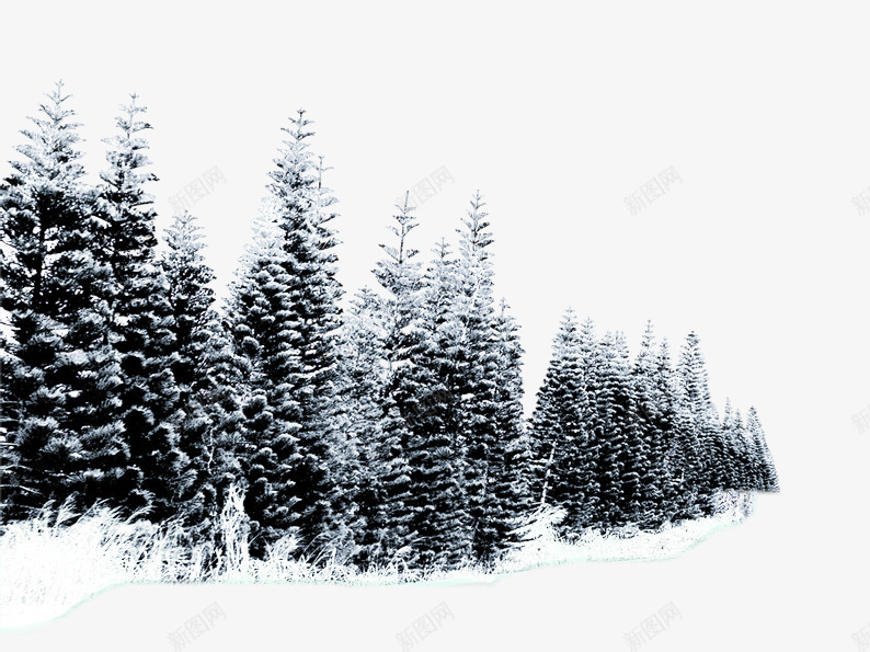 雪中的柏树png免抠素材_新图网 https://ixintu.com 冬季 柏树 白色 绿色 雪景 雪花