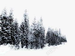 雪中的柏树素材