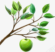 长苹果的数木png免抠素材_新图网 https://ixintu.com 数木 苹果 苹果树