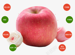 尝鲜优惠苹果营养成分高清图片