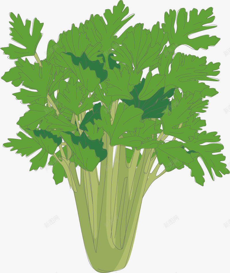 绿色密集的芹菜png免抠素材_新图网 https://ixintu.com 卡通芹菜 密集 绿色 绿色矢量芹菜 绿色芹菜 芹菜 蔬菜