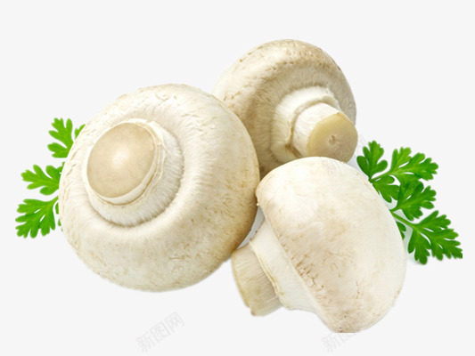 天然猴头菇png免抠素材_新图网 https://ixintu.com 可爱香菇 美食 菌菇类 蔬菜 香菇