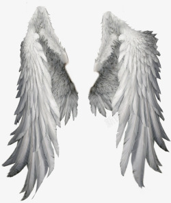 写实的翅膀翅膀高清图片