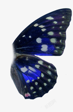 蝴蝶素材