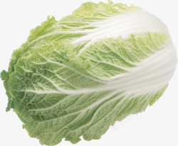 蔬果免扣实物图一个圆白菜高清图片