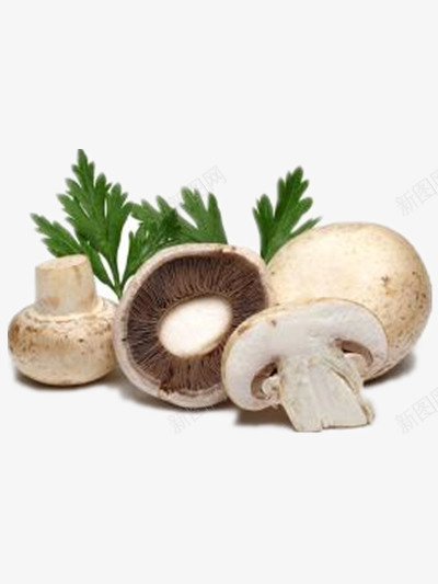 白色蘑菇png免抠素材_新图网 https://ixintu.com 美食 菌类 蔬菜 食用菌