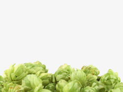 绿色果状植物啤酒酒花实物素材