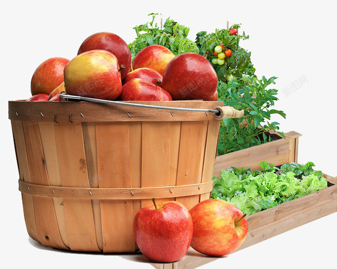 木桶里的苹果png免抠素材_新图网 https://ixintu.com 木头 木桶 树叶 苹果