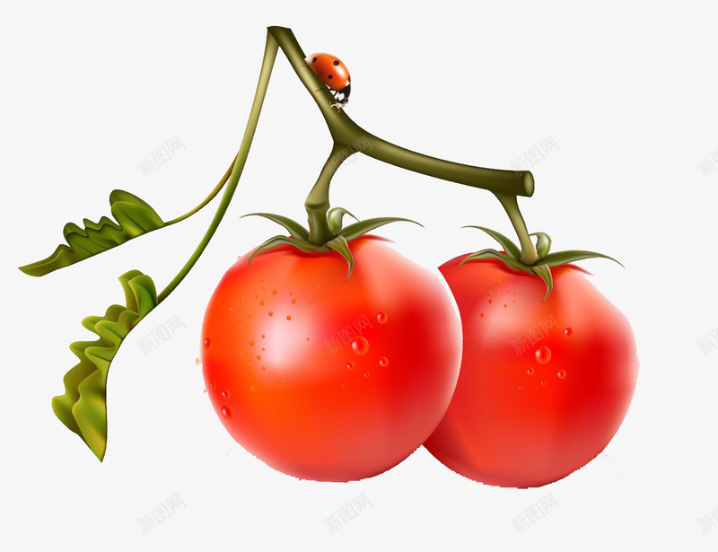 蔬菜png免抠素材_新图网 https://ixintu.com 七星瓢虫 叶子 成熟 昆虫 番茄 红番茄 红色 蔬菜