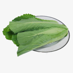 芥菜白菜墩小白菜高清图片