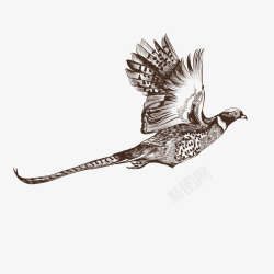 铅画鹧鸪鸟矢量图高清图片