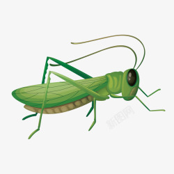 绿色的昆虫图片绿色蚂蚱矢量图高清图片