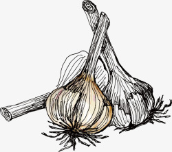 黑色的大蒜手绘黑色大蒜蔬菜高清图片