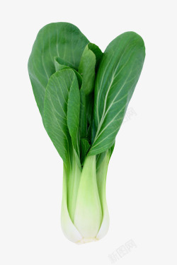 一颗青菜一颗绿色叶子的青菜实物高清图片