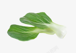 一颗青菜一颗绿色叶子的青菜实物高清图片