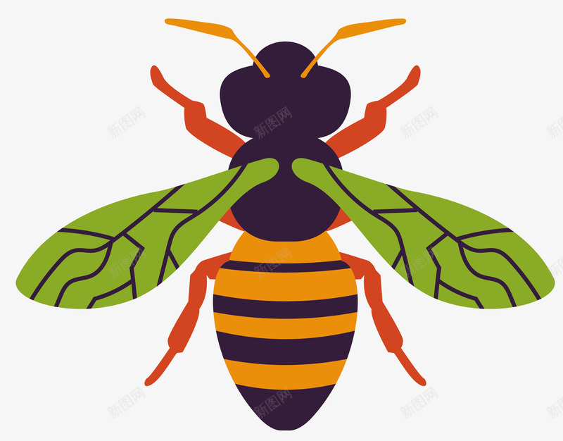绿色翅膀蜜蜂标本矢量图eps免抠素材_新图网 https://ixintu.com 卡通昆虫 卡通昆虫标本 标本 矢量图 绿色翅膀 蜂类 蜜蜂 蜜蜂标本