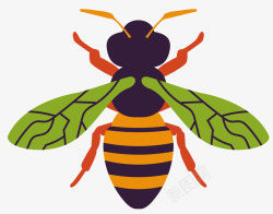 蜜蜂绿色绿色翅膀蜜蜂标本矢量图高清图片