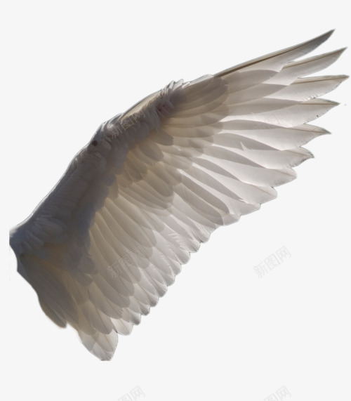 天使的翅膀单翅膀png免抠素材_新图网 https://ixintu.com 单翅膀 天使的翅膀
