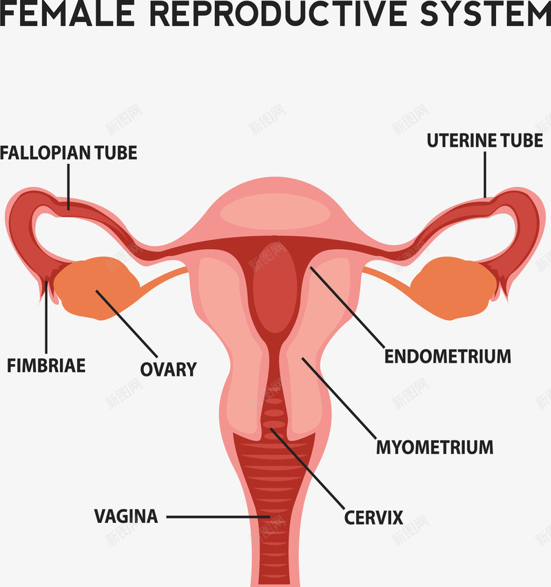 女性生殖系统剖面图png免抠素材_新图网 https://ixintu.com 人体器官 剖面图 医学 女性 生殖系统 矢量素材