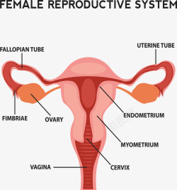 女性生殖系统剖面图素材